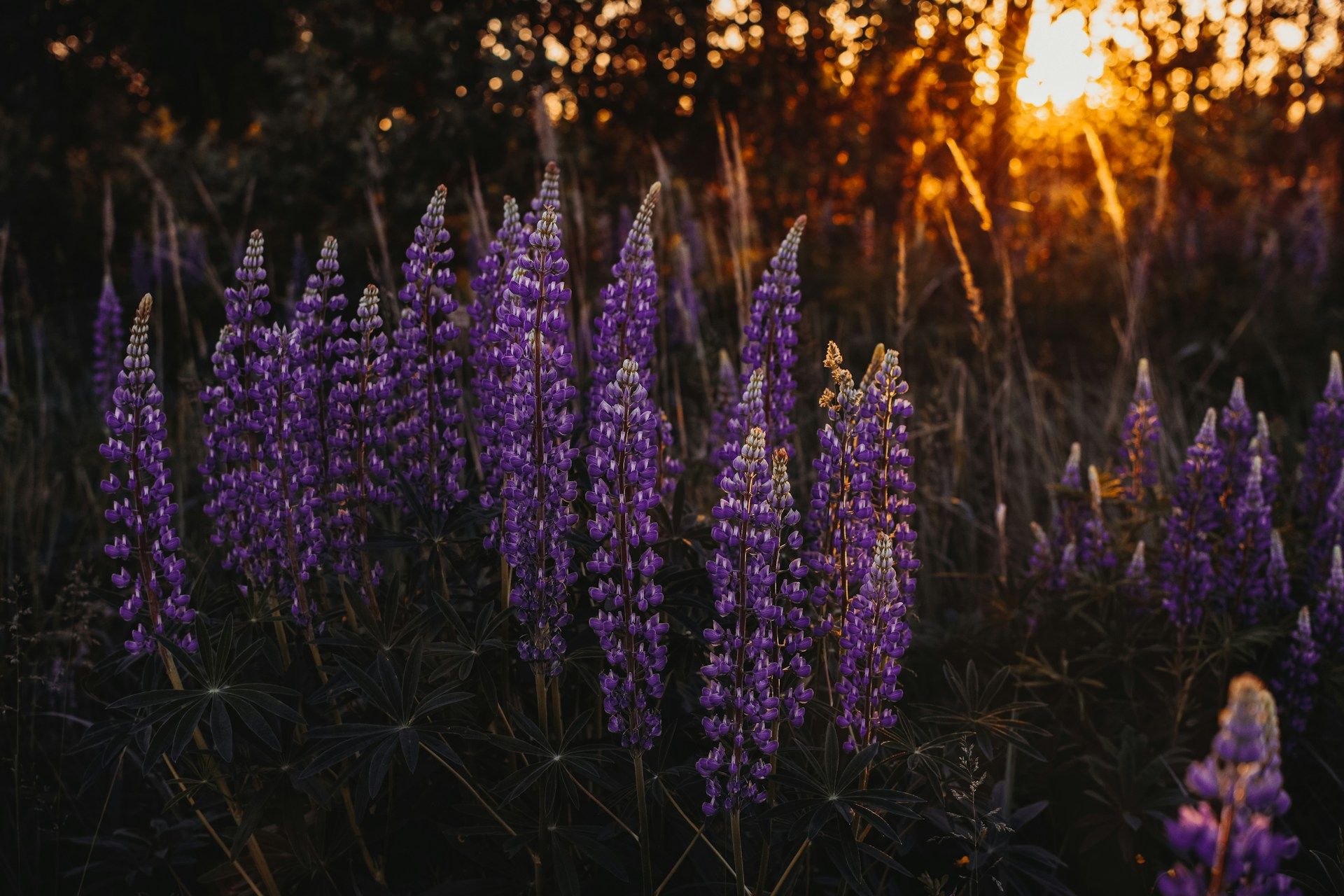 Corvallis Science & Nature: Summer is Here, and So is Pollinator Week!