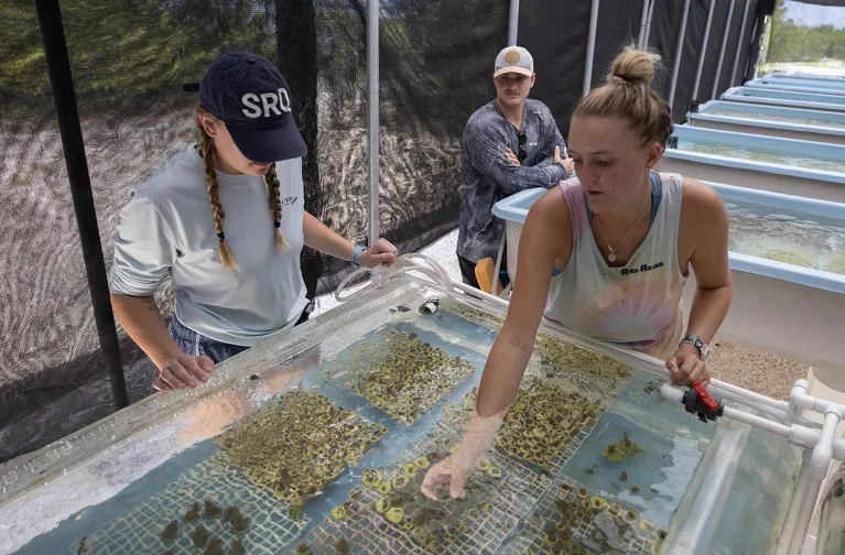 Izabela Burns, an intern, Logan Marion, a coral restoration technician, and Chloe Spring, a coral restoration technician, work with coral grown in a tank at the Plant a Million Corals Foundation farm in Florida.