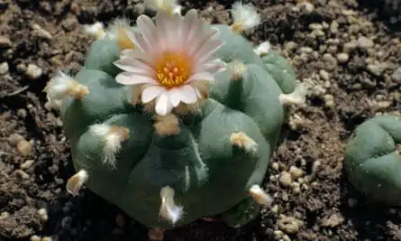 A cactus in flower