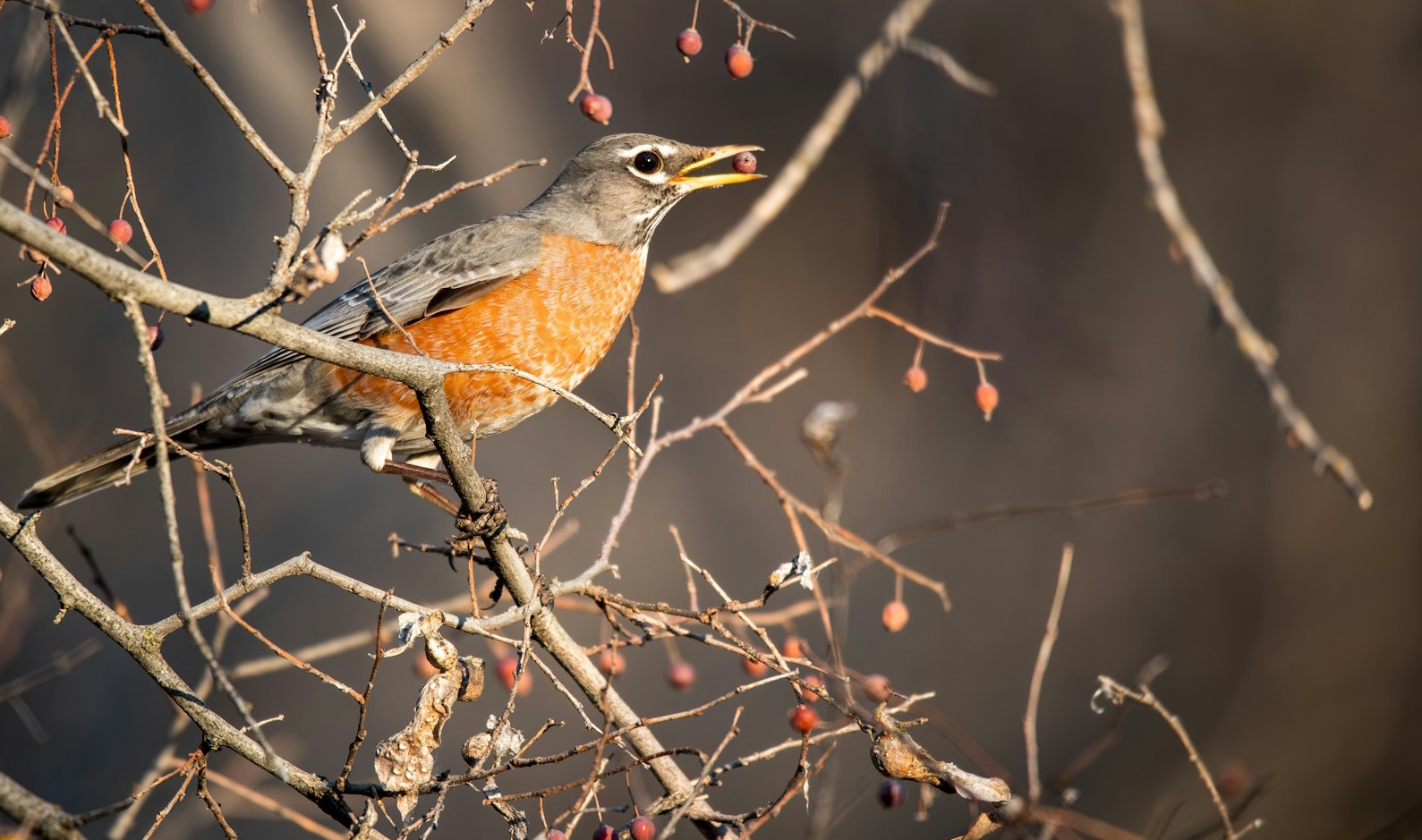 Corvallis Science & Nature: Native Plants and Berries for Birds