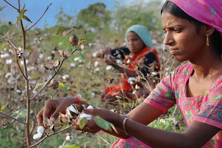 Nearly a quarter of the world’s cotton comes from an extremely climate-vulnerable part of India