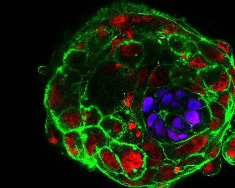 Immunofluorescence light micrograph of a human embryo ten days after fertilization.