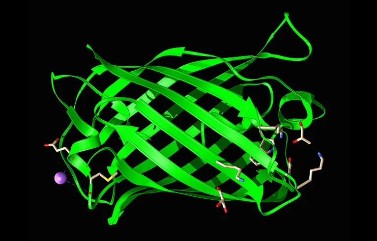 Molecular model of the bright green fluorescent protein StayGold from Cytaeis uchidae.