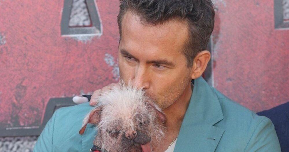 On the red carpet: Ryan Reynolds cuddles Britain’s ugliest dog