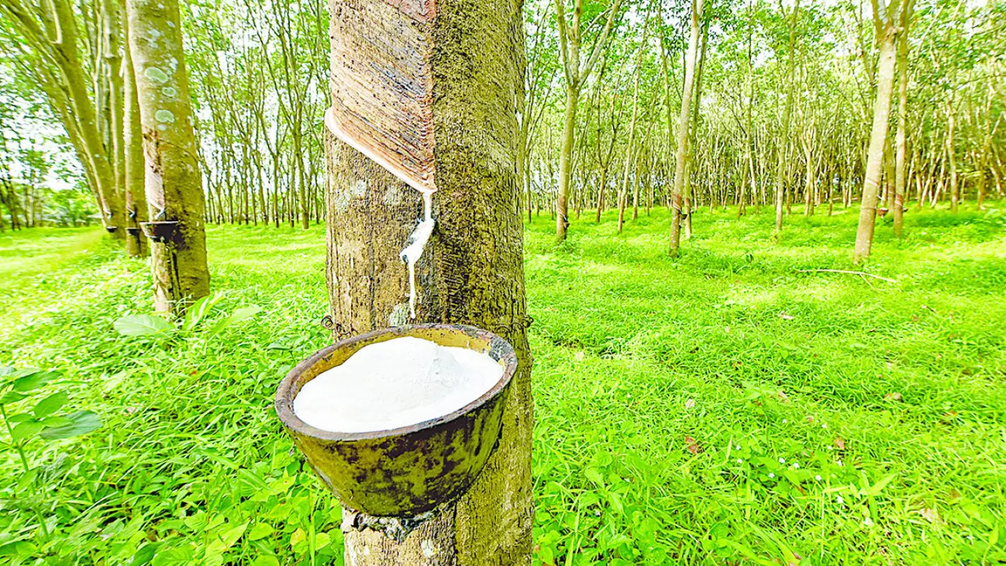 Rubber tree cultivation can boost biodiversity conservation, environment