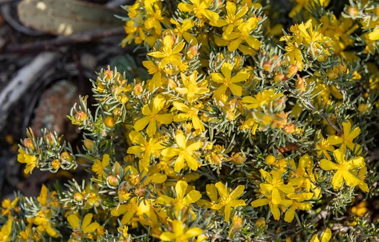 Close up view of the yellow flowers of a Tiny Hibbertia shrub.