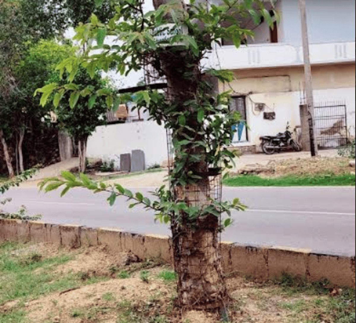 Rajasthan: Retired Forest Officer Proposes Innovative Tree Guard Reuse for Environmental Conservation and Livelihood Opportunities