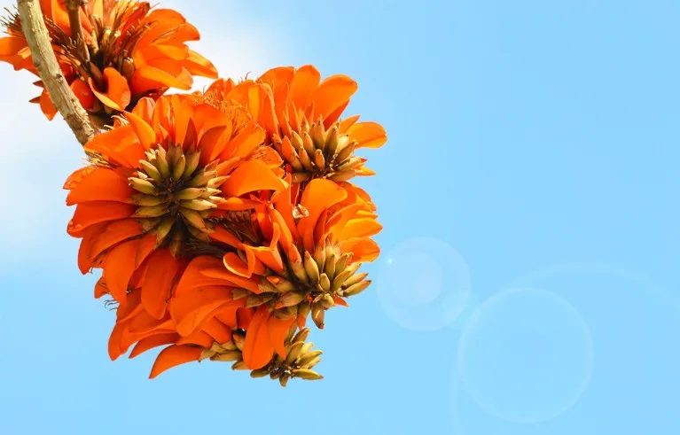 A close up on a colourful Erythrina caffra flower cluster against a blue sky.