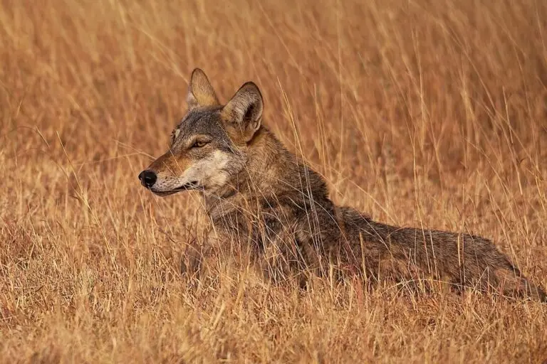 An Indian wolf in a grassland in Gujarat. Green Credit Rules permit tree planting on degraded lands, including open forests and scrublands. Image by Vadyarupal via Wikimedia Commons (CC-BY-2.0).