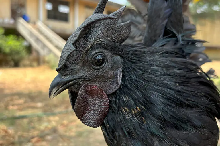 Kadaknath chicken at a government farm in Jhabua. Its color is black—every part of it, including its blood. Image by Manish Chandra Mishra / Mongabay.