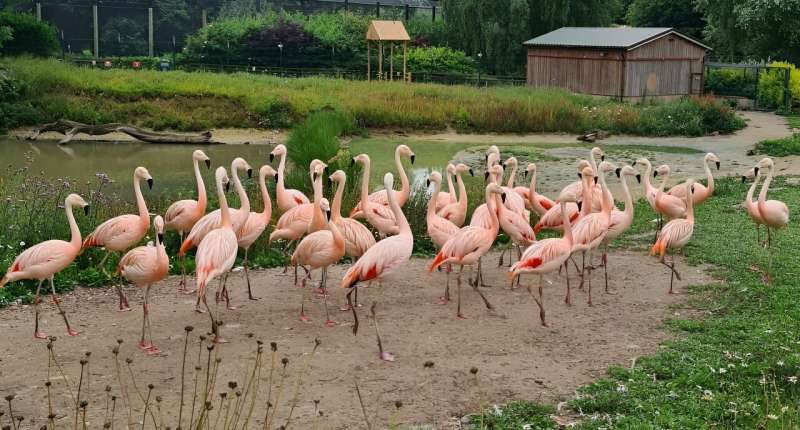 Birds need entertainment during avian flu lockdowns