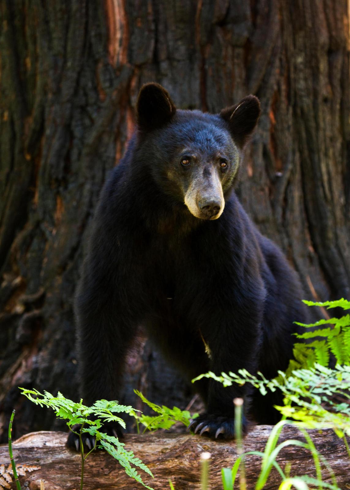 Black Bears Move Into the North Bay