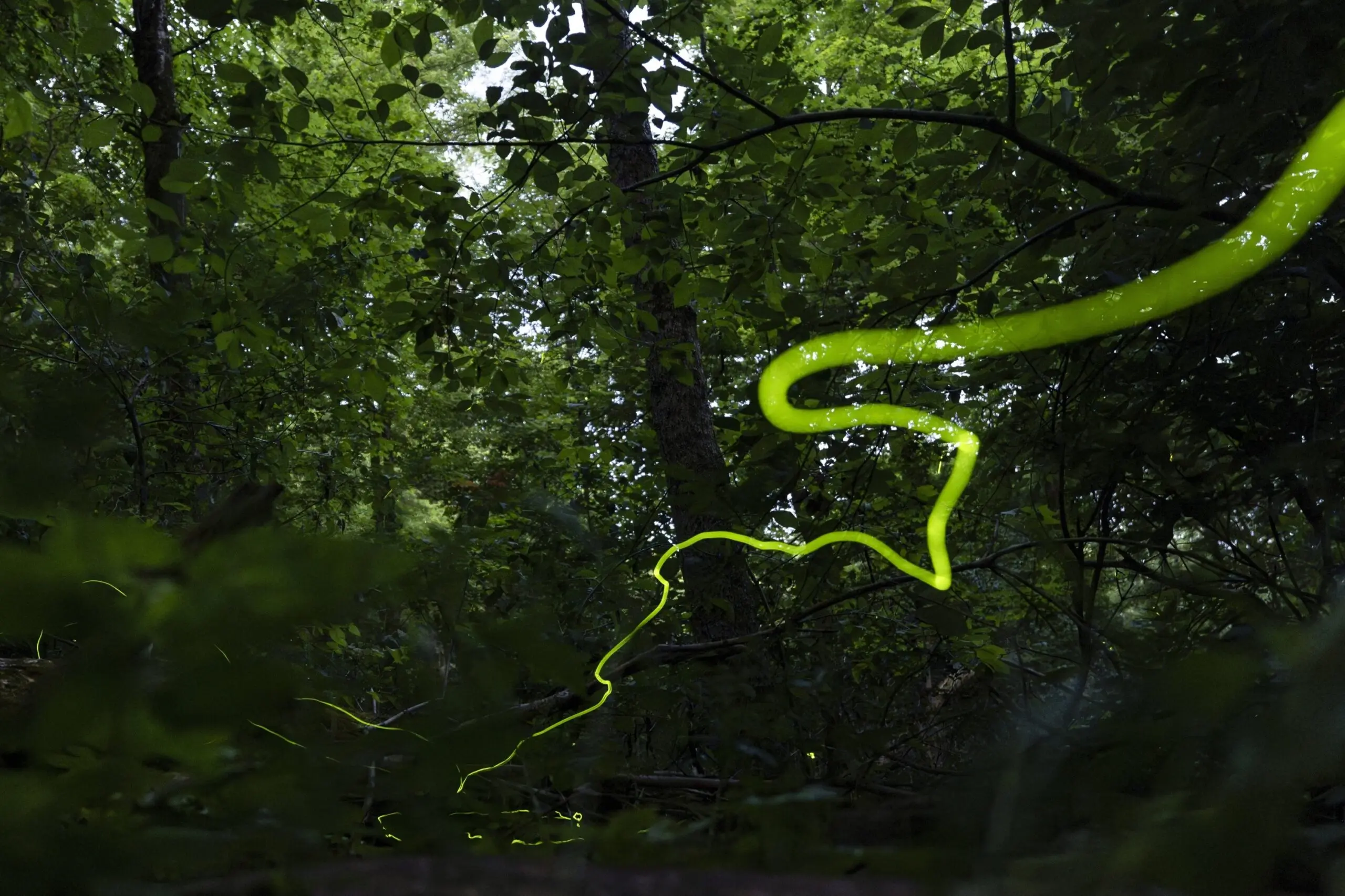 A long, slow-moving trail of light created by a Blue Ghost firefly is visible. Fireflies produce a chemical reaction inside their bodies, allowing them to light up. This type of light production is called bioluminescence, June 22, 2024. (AP Photo)