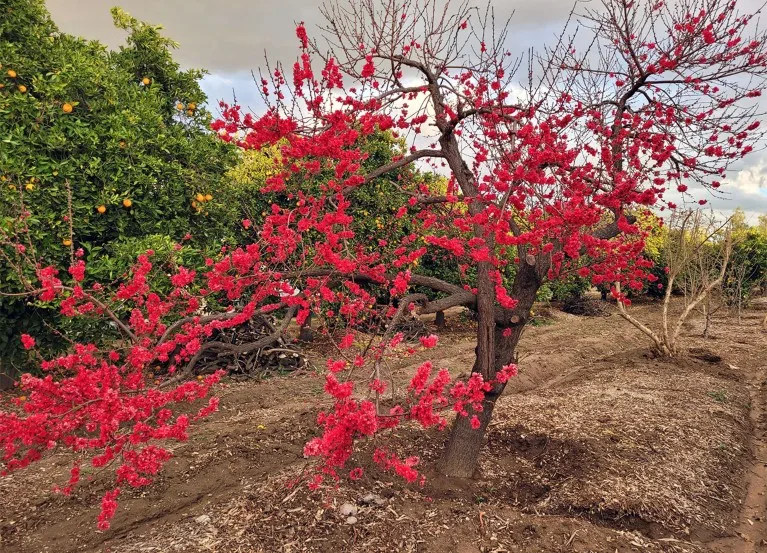 Grove with fierce red color near an orange tree Brandon farm.