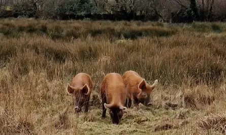 Tamworth pigs at Helman Tor