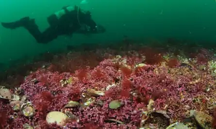 A maerl bed in St Austell Bay