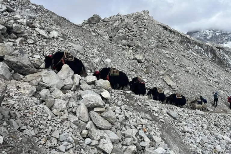 Yaks transporting essentials to Everest Base Camp. These animals play a key role in agrobiodiversity conservation, maintaining high rangeland ecosystems, cultural traditions, livelihood strategies, and socioeconomic development in the high mountain areas of the Himalayas. Image courtesy of Chencho Dema.