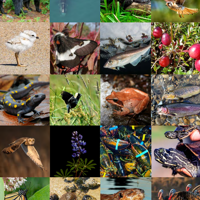 Biodiversity, Conservation Headline Agency’s New Strategic Plan