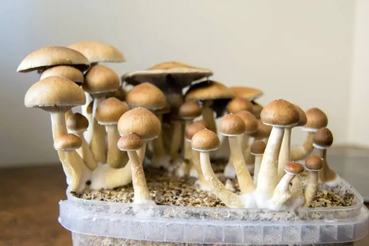 The Greenfield Board of License Commissioners voted Tuesday to revoke two entertainment licenses issued to Destiny Klein, owner of a local cannabis-based event hosting company, following allegations that vendors sold psychedelic mushrooms (pictured), ketamine and illegal cannabis edibles at a Fourth of July event at the Franklin County Fairgrounds.