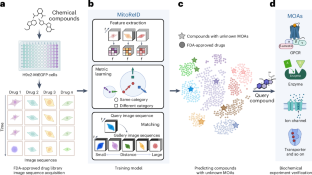 AI-recognized mitochondrial phenotype enables identification of drug targets