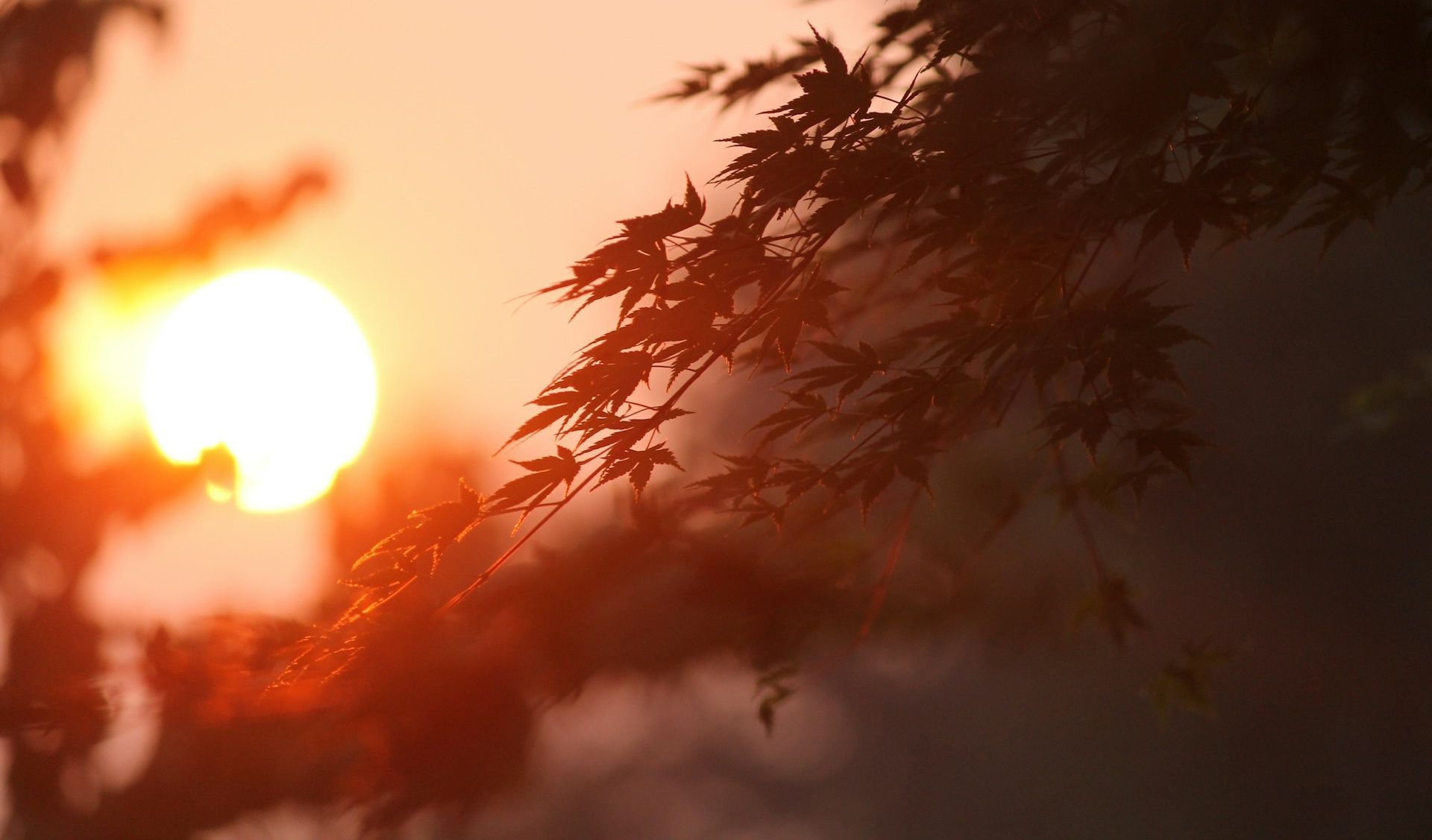 Corvallis Science & Nature: Garden Tour and Talk, Avery Park Volunteering, Sunrise Walk