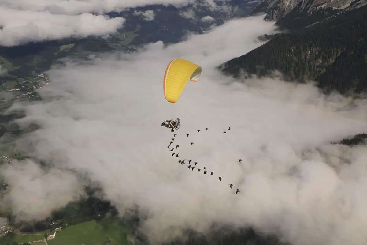 This photo provide by Waldrappteam Conservation & Research shows the migration from Northern Bald Ibis, or the Waldrapp, supported by foster parents of the birds in a microlight aircraft, waving and shouting encouragement through a bullhorn as it flies through the air from Seekirchen am Wallersee in Austria to Oasi Laguna di Orbetello in Italy during August and September 2022.