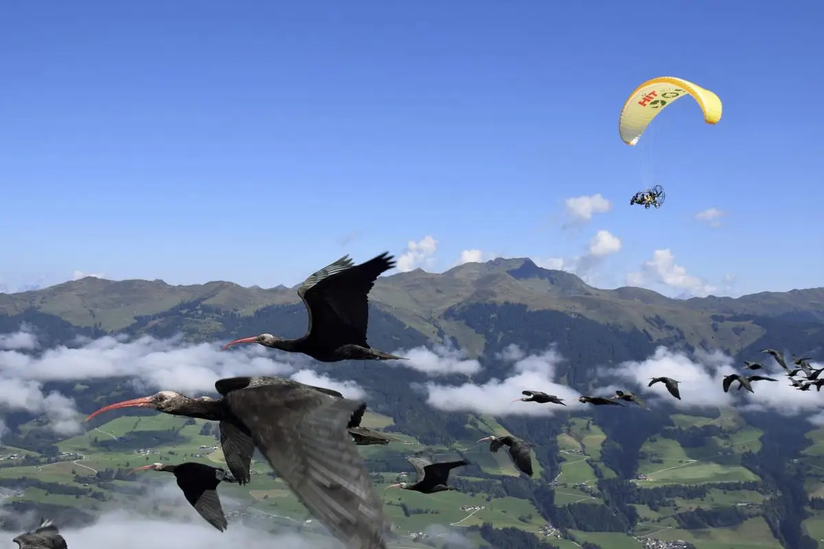 This photo provide by Waldrappteam Conservation & Research shows the migration from Northern Bald Ibis, or the Waldrapp, supported by foster parents of the birds in a microlight aircraft, waving and shouting encouragement through a bullhorn as it flies through the air from Seekirchen am Wallersee in Austria to Oasi Laguna di Orbetello in Italy during August and September 2022. 