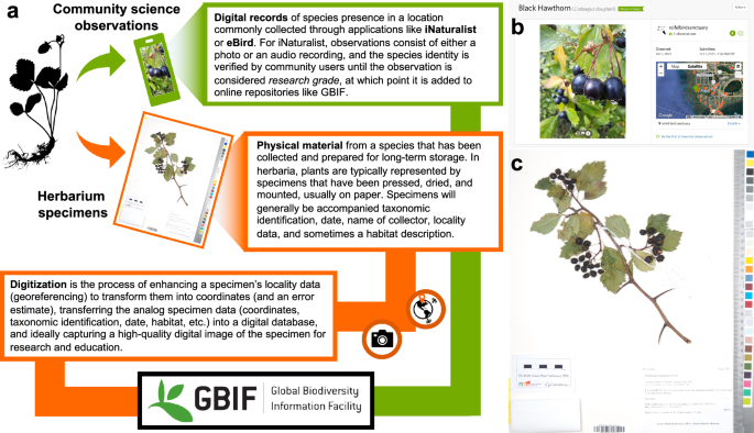 Herbarium collections remain essential in the age of community science