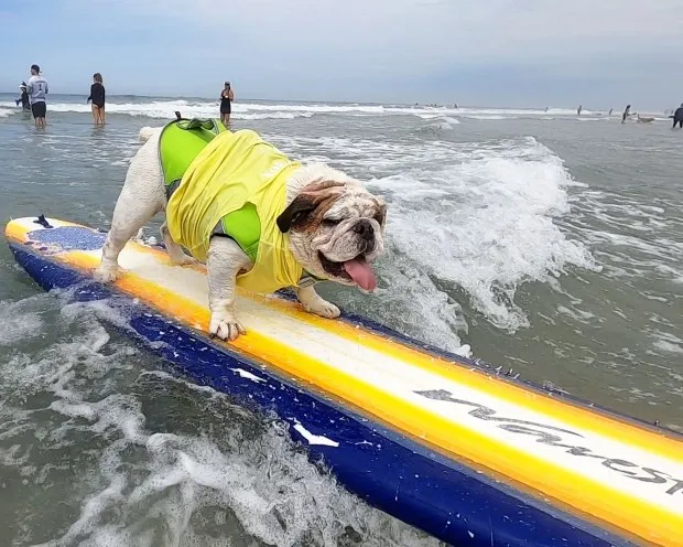 Helen Woodward Animal Center's Surf Dog Surf-a-Thon's third place winner from 2023, Guinness, catches a wave. (Helen Woodward Animal Center)