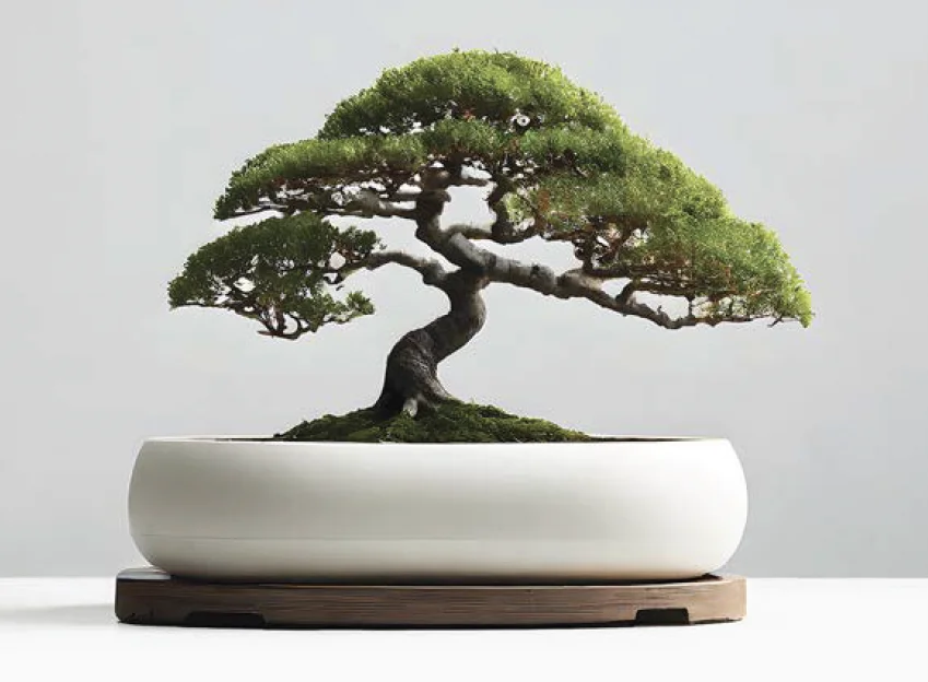 Wang bonsai workshop