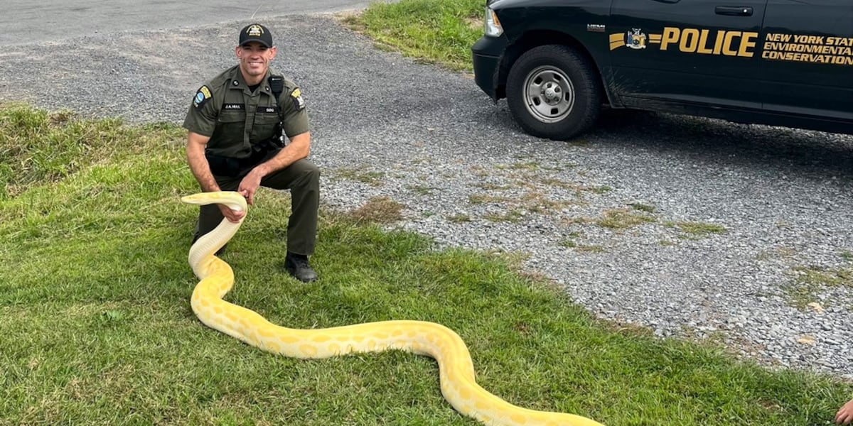 A 13-foot (and growing) python was seized from a New York home and sent to a zoo