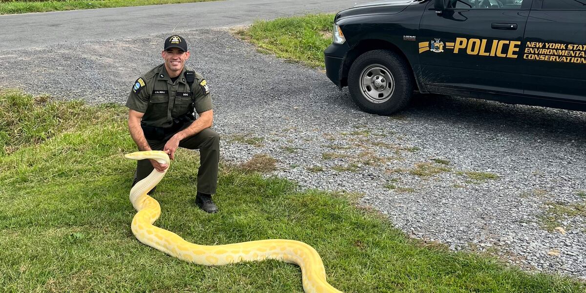 A 13-foot (and growing) python was seized from a home