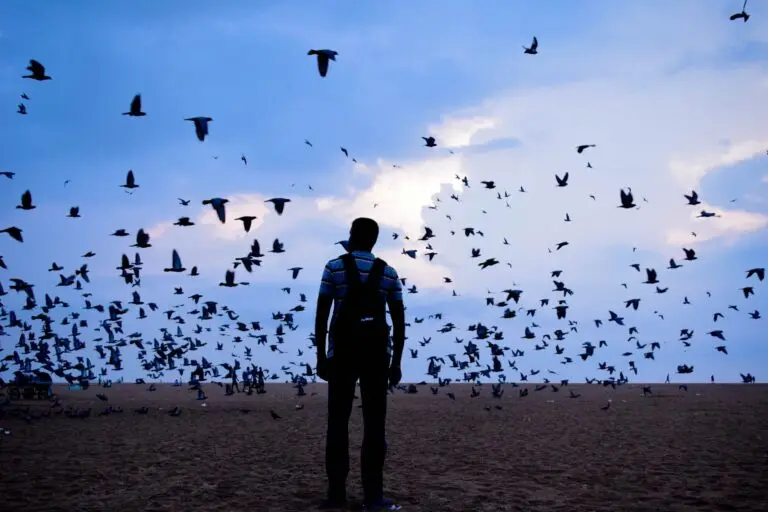 Pigeons in Chennai's Marina beach. Once paired, pigeons can live together for eight to twelve years and contribute to the surge in the size of local flocks. Image by Raghavprasanna via Wikimedia Commons [CC BY-SA 4.0].