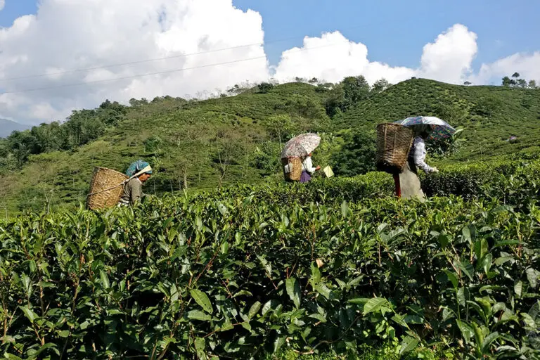 A tea estate in Darjeeling. Image by Thunderbolt Tea via Flickr [CC BY-NC-ND 2.0].