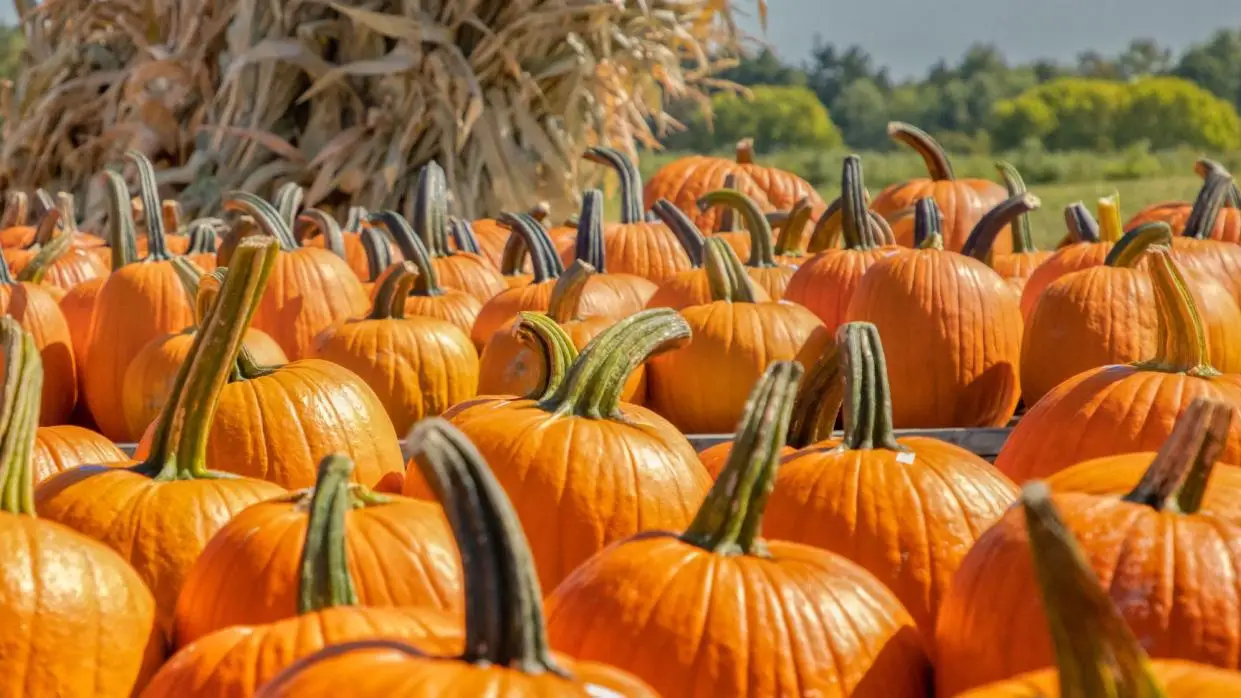 Pumpkins and Corn Stalks