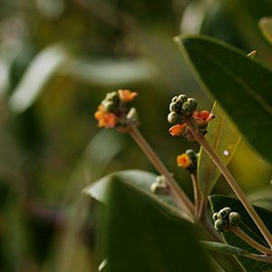 In line with the Year of Sustainability, EAD to host world’s first International Mangroves Conservation and Restoration Conference