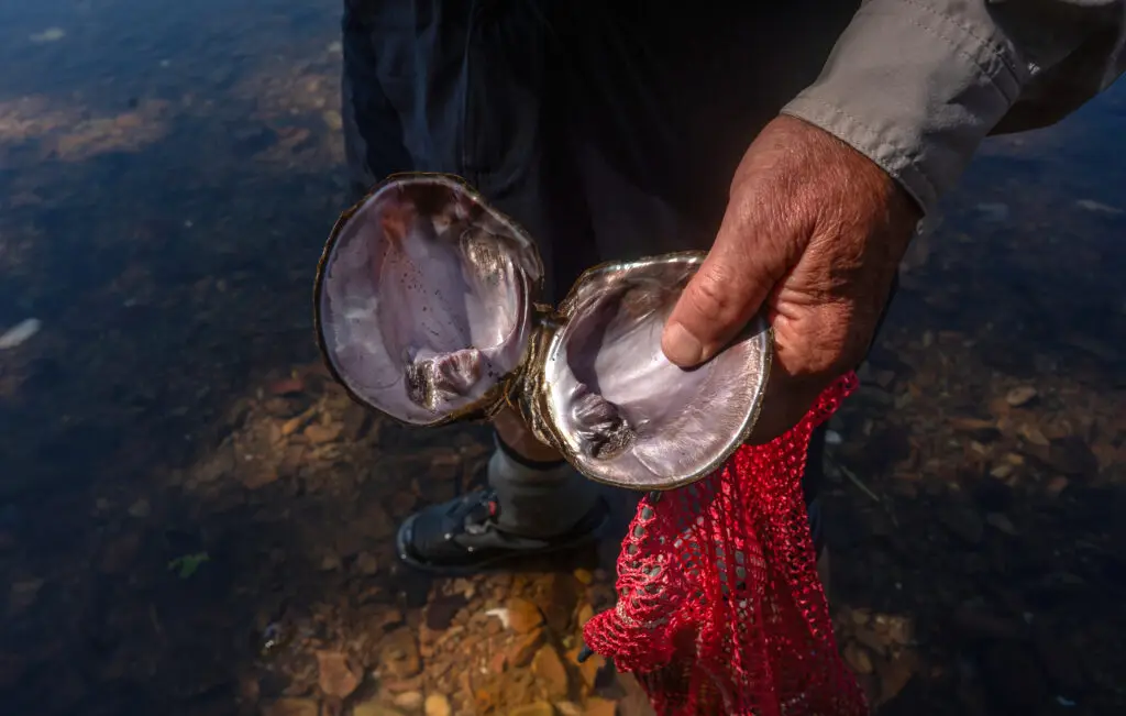 Don Hubbs of DJH Environmental Services LLC holds various kinds of Tennessee mussels that are being harmed by drought and water withdrawal from the Duck River. (Photo: John Partipilo/ Tennessee Lookout)