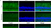 The circadian clock in enamel development