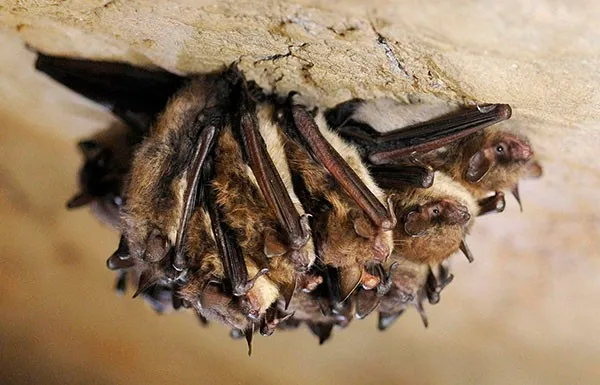 A cluster of little brown bats hibernate in New Mammoth Cave near LaFollette, Tennessee.