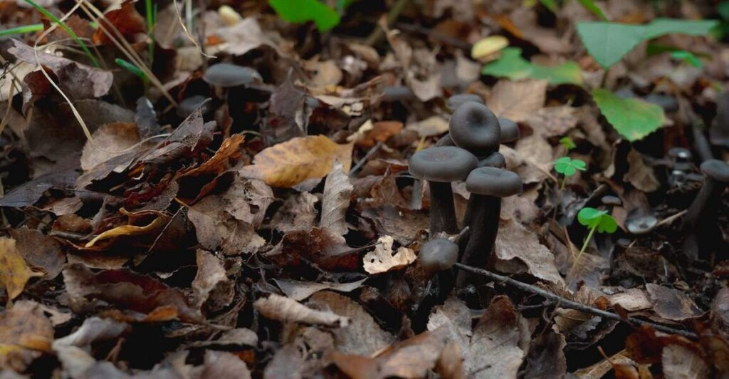 Mushroom Enthusiasts Help Find Species Lost to Science–Rescuing it from Nature’s ‘Top 25 Most Wanted’ List