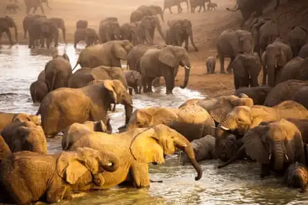 A herd of elephants at a river in Zakouma national park, Chad