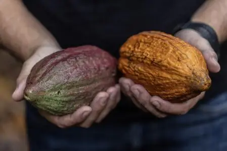 A farmer harvests cacao pods at a farm in Eunapolis, Bahia state, Brazil, on Friday, April 5, 2024. New machinery and widespread use of irrigation systems is helping Brazil's cocoa production grow, which is a large shift for the typically labor-intensive crop and a welcome development for global markets facing severe bean shortages from top growers in West Africa. Photographer: Dado Galdieri/Bloomberg