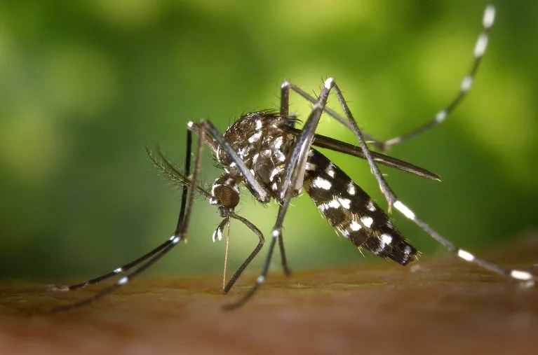 Close up view of a female Aedes albopictus mosquito feeding on a human host.