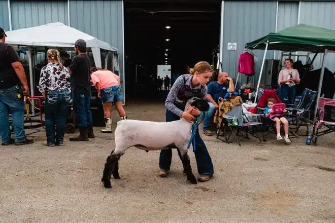 Caylee Burdette, 12, steadies her market lamb before showing at the Tuscarawas County Fair.