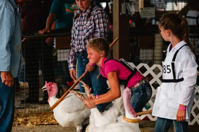 A young 4-H Junior Fair Poultry Show competitor shows her market turkey at the Tuscarawas County Fair.