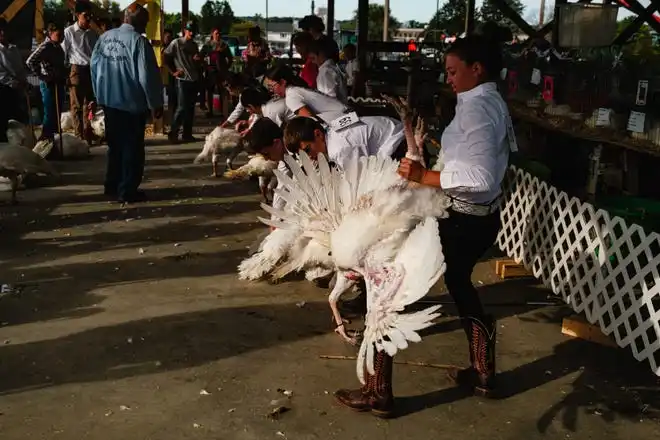 A young 4-H competitor shows her market turkey at the Tuscarawas County Fair.