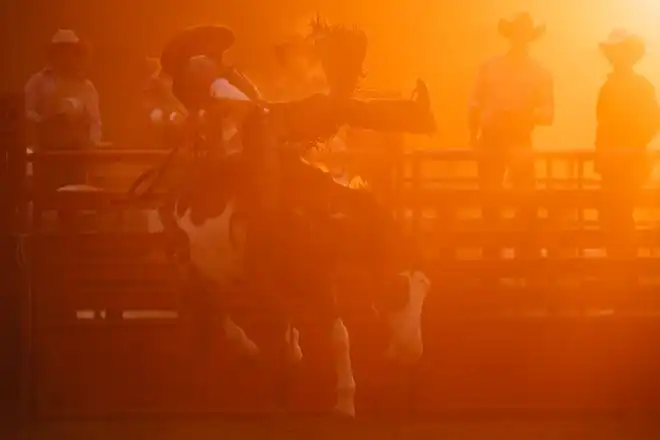 A cowboy participates in bare back riding at the Tuscarawas County Fair.