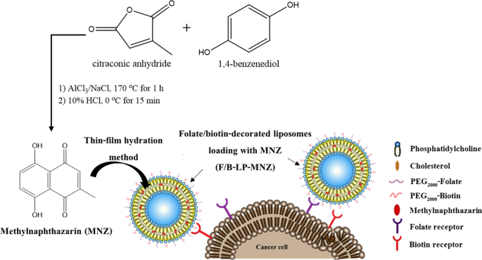 Dual folate/biotin-decorated liposomes mediated delivery of methylnaphthazarin for anti-cancer activity