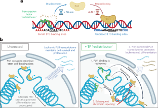 Chemical restriction of PU.1 genomic binding sites activates alternate gene networks