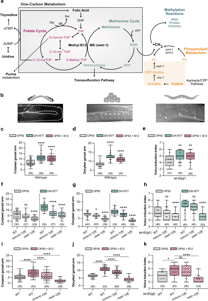 Nutritional vitamin B12 regulates RAS/MAPK-mediated cell fate decisions through one-carbon metabolism